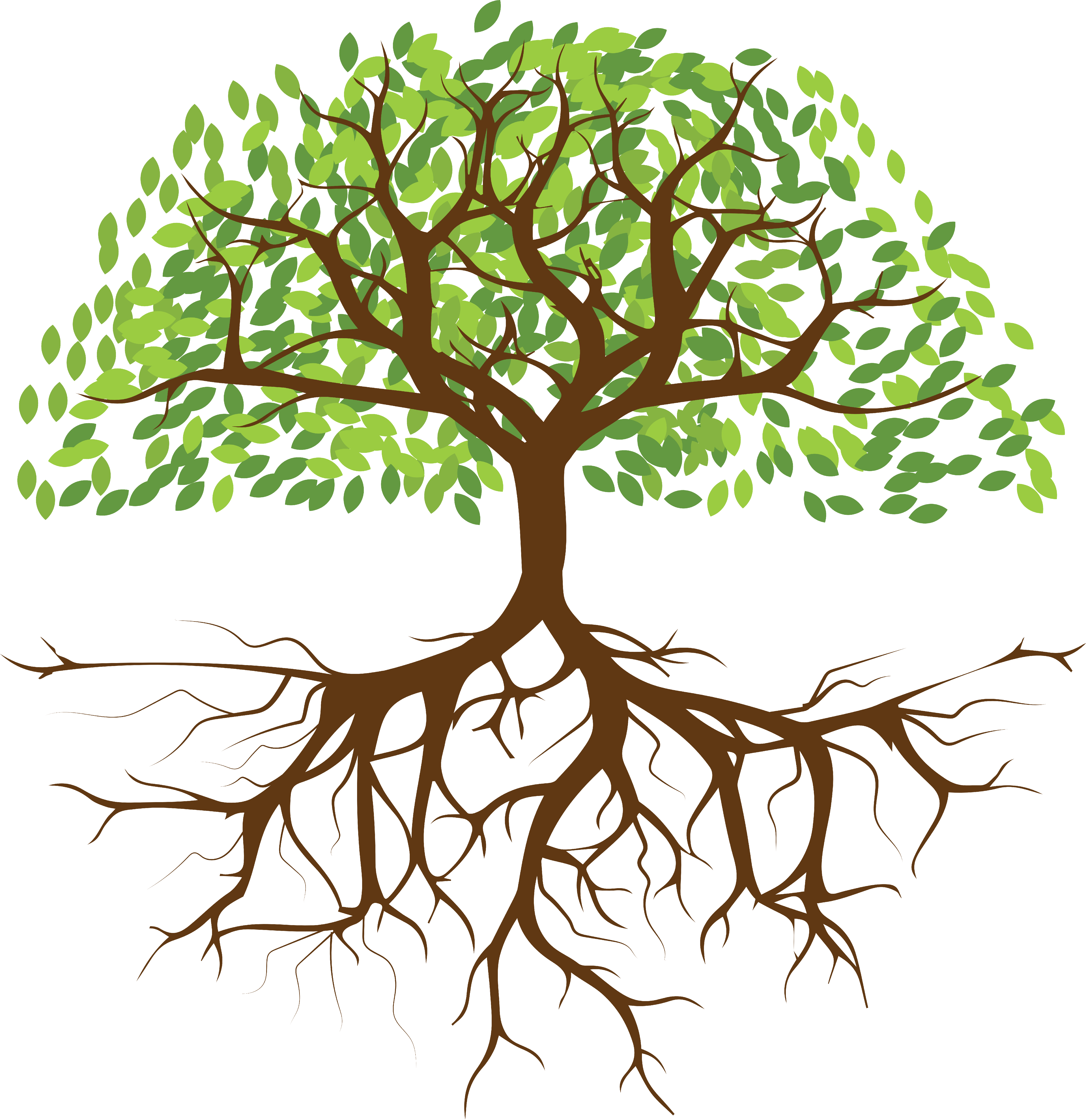 root
